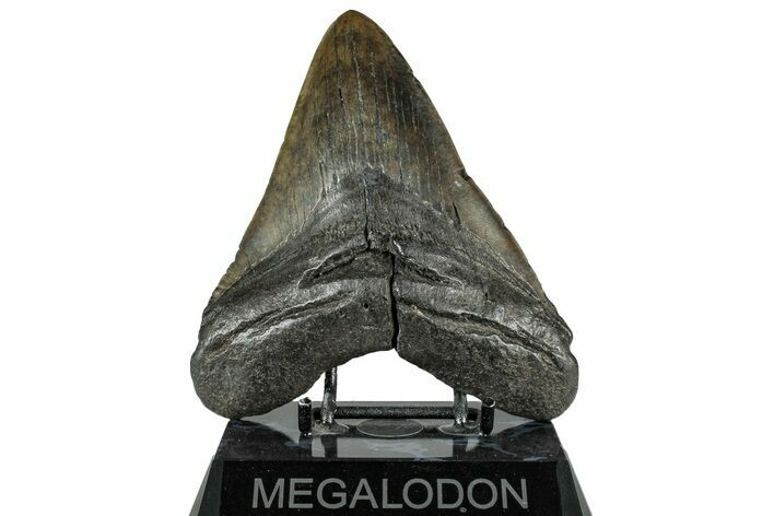 Fossil Megalodon Tooth - South Carolina #321842